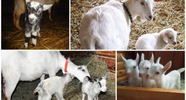 Kolik let žijí kozy a dávají mléko doma, jak prodloužit období